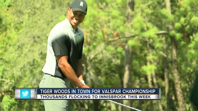 Tiger Woods brings extra fans to Valspar Championship at Innisbrook