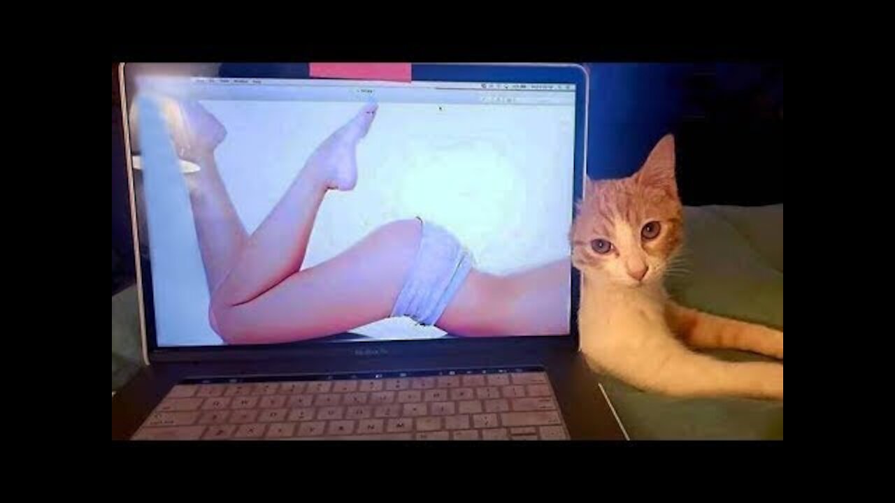 FUNNY DOG AND CAT COMPILTION | TRY NOT LAUGH