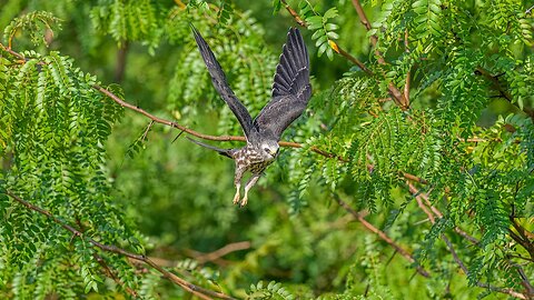 Juvenile Mississippi Kite Launching, Sony A1/Sony Alpha1, 4k