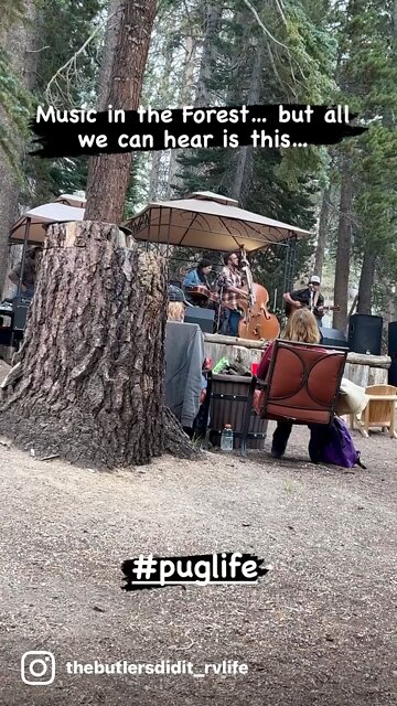 Pug sings back-up for country band