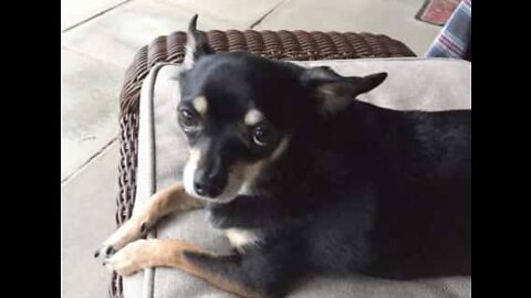 Dog likes to oversee owner's exercises