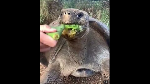 Best Funny Animal Videos of the year (2023), funniest animals ever. relax with cute animals video