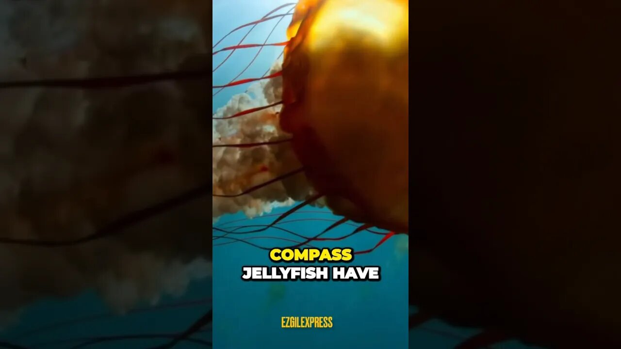 Jellyfish💀‼️Part 1❗️ #viral #foryou #sea #fish #beach #facts #motivation #quotes # #mrbeast #funny