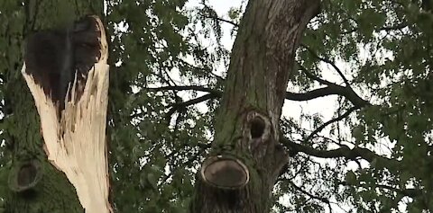 Cleanup efforts underway following dangerous storms in metro Detroit