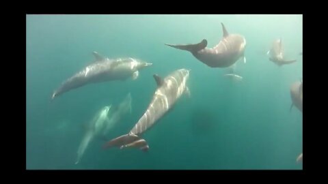 Symbiotic barnacles on wild short-beaked common dolphins