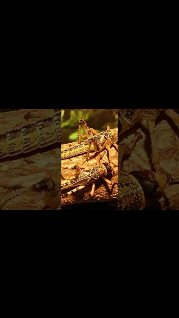 #Shorts #Insects #Grasshopper #Peace #Love #Care