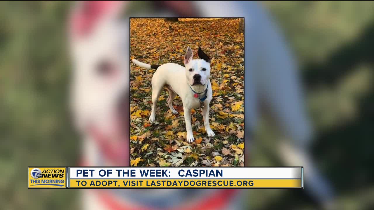 Pet of the Week: Caspian