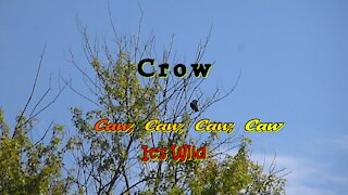 Crow Caw, Caw, Caw, Caw