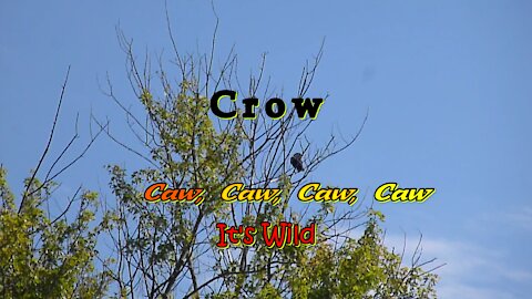 Crow Caw, Caw, Caw, Caw