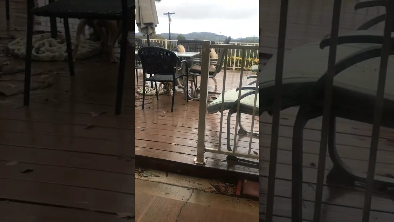 Dogs Sniffing Rabbits under Deck K9 DIY in 4D