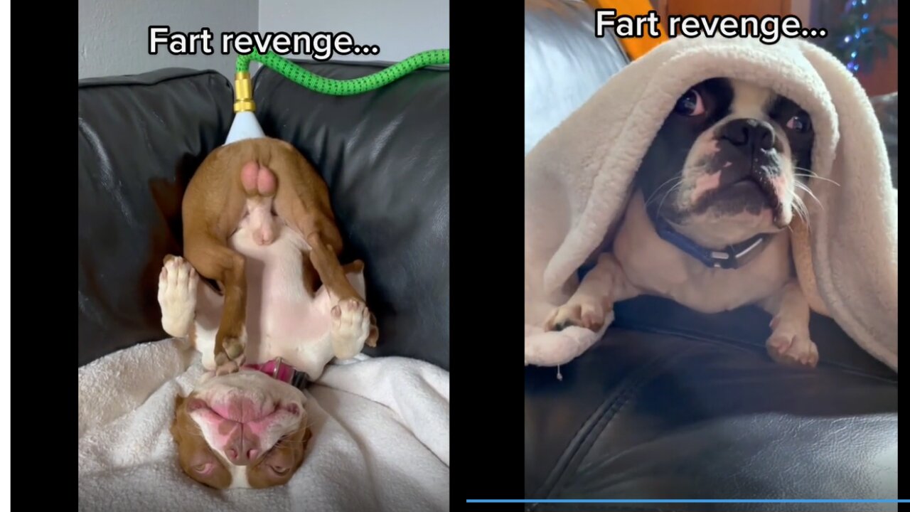 HOW.....???? Payback time! #dog #fart #funny #fyp