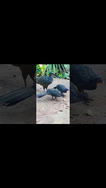 Jacu e seus filhotes com fome em busca de comida