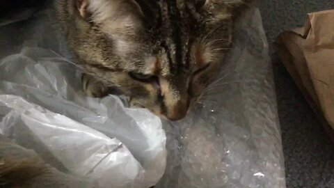 One Ounce, Two Kitties