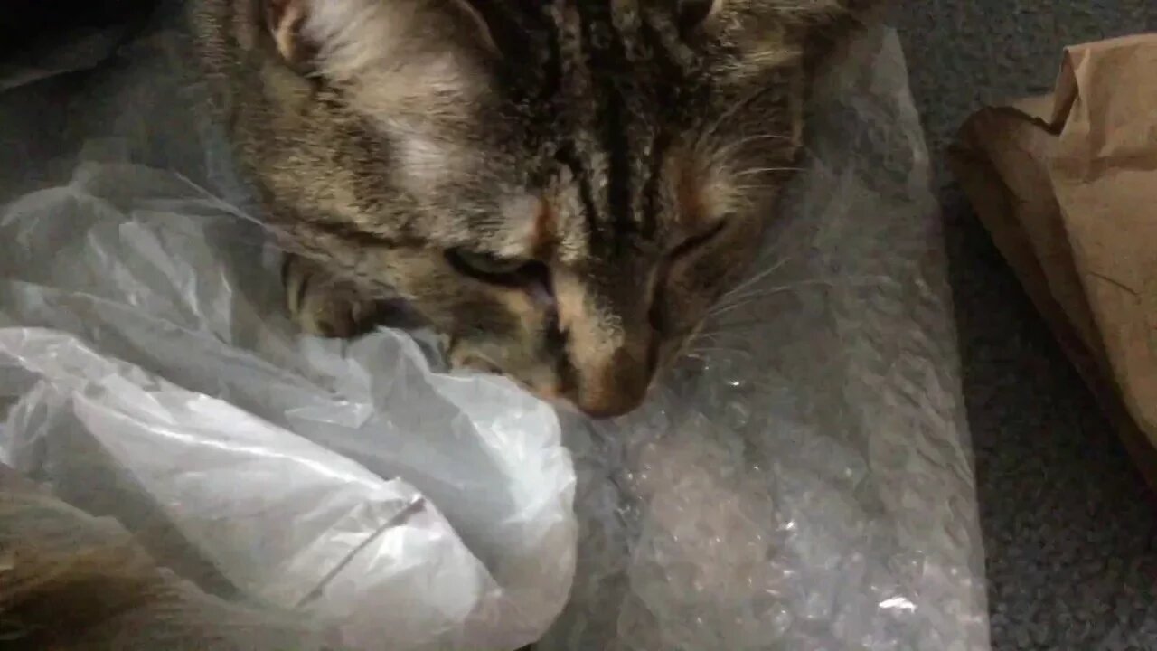 One Ounce, Two Kitties
