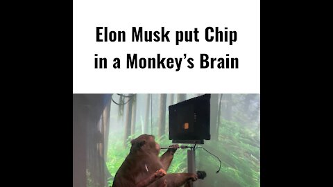 Elon Musk Put Chip In A Monkey’s Brain