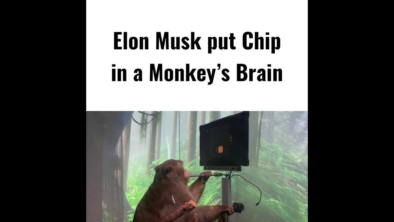 Elon Musk Put Chip In A Monkey’s Brain