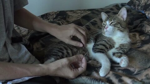 The Cat Who Lost a Whisker