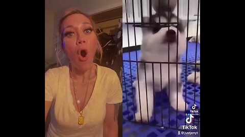 BEST DOG VIDEOS ON TIKTOK! #tiktok #dogs #viral #dogvideo #dog #tiktokvideo #reaction