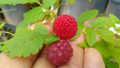 frutíferas produzindo em vaso framboesa Moranguinho silvestre lichia pink jabuticaba azul uva caqui