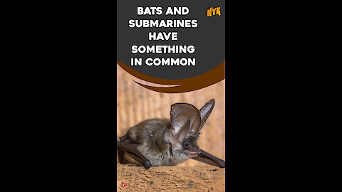 How Do Bats Survive? *
