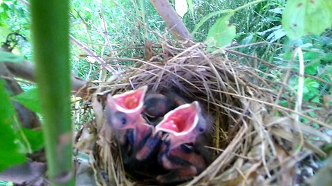 I found baby birds