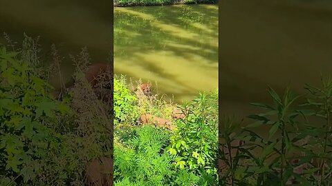 Piglets in the Pond @UncleTimsFarm #kärnəvór #carnivore #shorts #hereford #freerangepigs