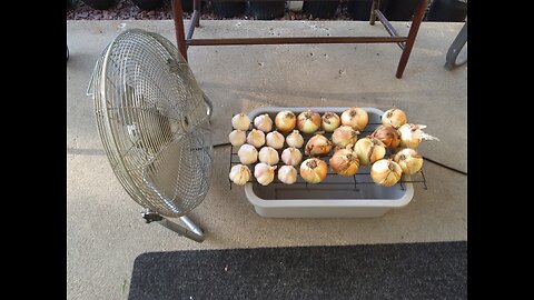 How I Dry Fresh Picked Garlic And Onions 6/29/24