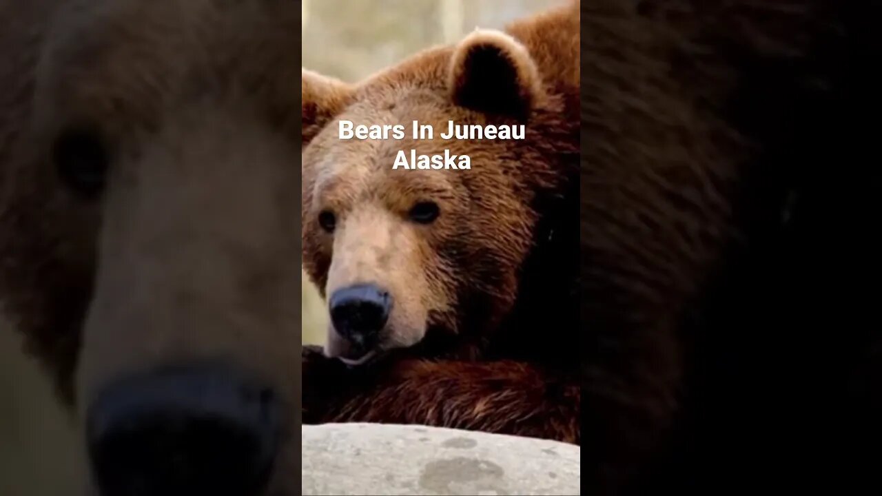 Bears In Juneau, Alaska, #shortvideos #alaskaadventure