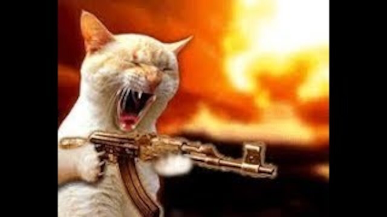 Best FUNNY CAT Videos Of This Month - It's TIME for SUPER LAUGH!🐱21