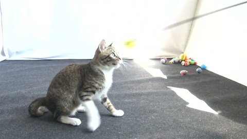 Funny Little Cat Chases Feather Toy