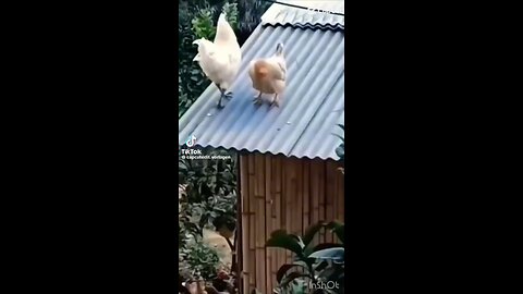 Funny video😂