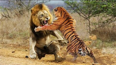 lion vs tiger