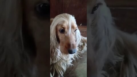 golden dog , shorts