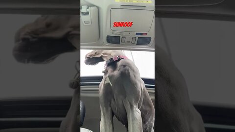 Edith loves the moonroof!🌗 #shortsvideo #dog #funny #happy #like #amazing #doglover #dogsoftiktok