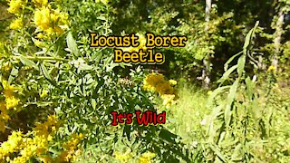 Locust Borer Beetle