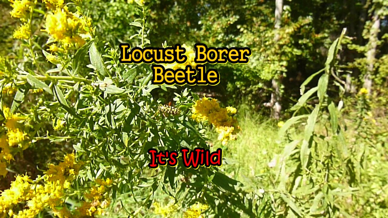 Locust Borer Beetle