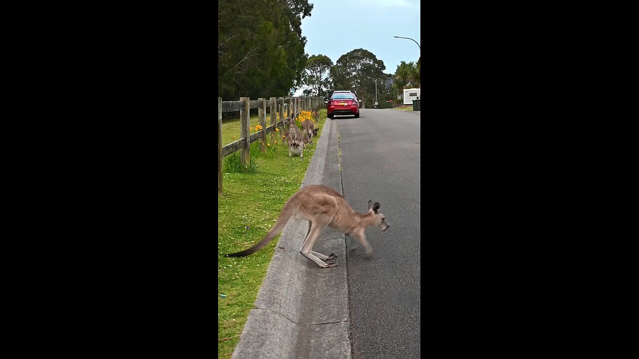 Kangaroos are marsupials from the family Macropodidae (macropods, meaning "large foot")