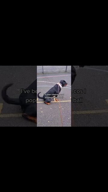 Hoop 🏀 Dreams 💫 #Shorts #rottweiler #dogs