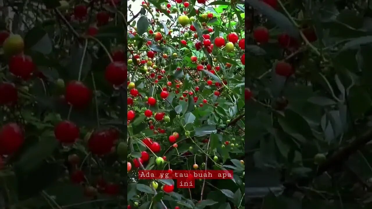 ada yg tau buah apa ini | BUAH UNIK #shorts