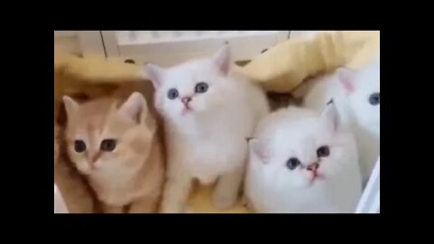 cute pets #3 😺