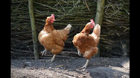 Funny Chicken ★ ULTIMATE Funny CHICKEN Compilation (HD) [Funny Pets]
