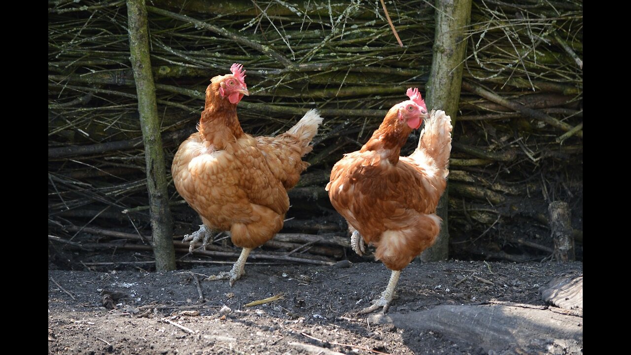 Funny Chicken ★ ULTIMATE Funny CHICKEN Compilation (HD) [Funny Pets]