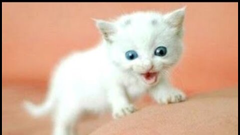 Funny Cats and Kittens Meowing Compilation 2022