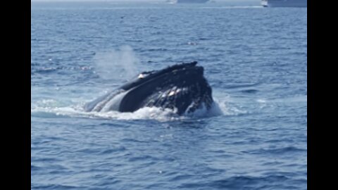 whale watching in Provincetown