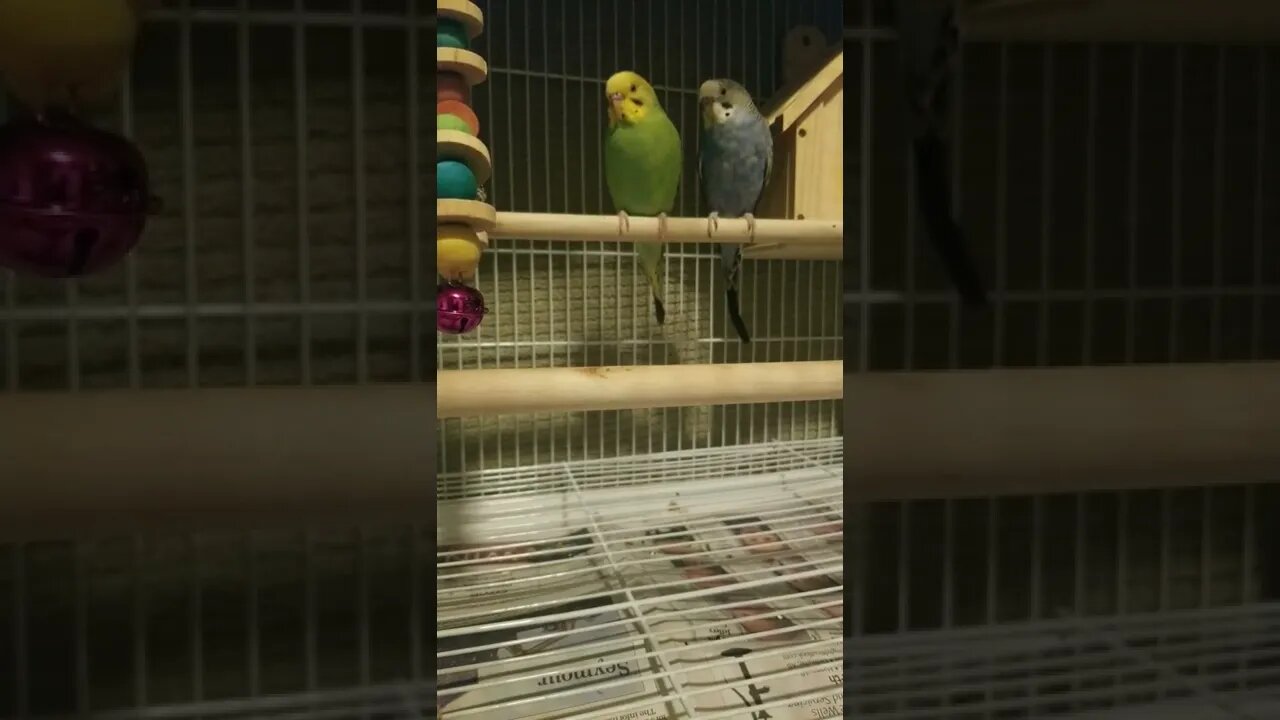 Budgie Love 💖💕 #shorts #birds #budgies #parakeets