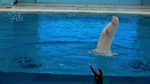 Beluga Whale Show At Yokohama Hakkeijima Sea Paradise