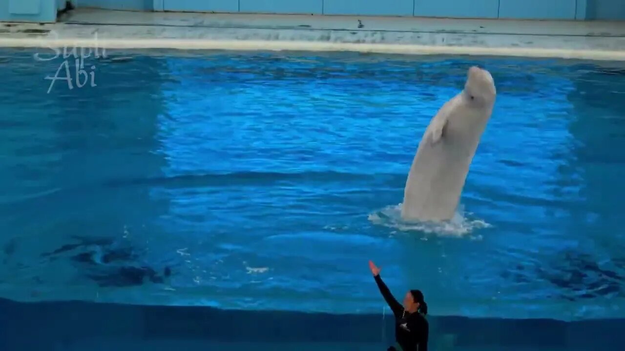 Beluga Whale Show At Yokohama Hakkeijima Sea Paradise