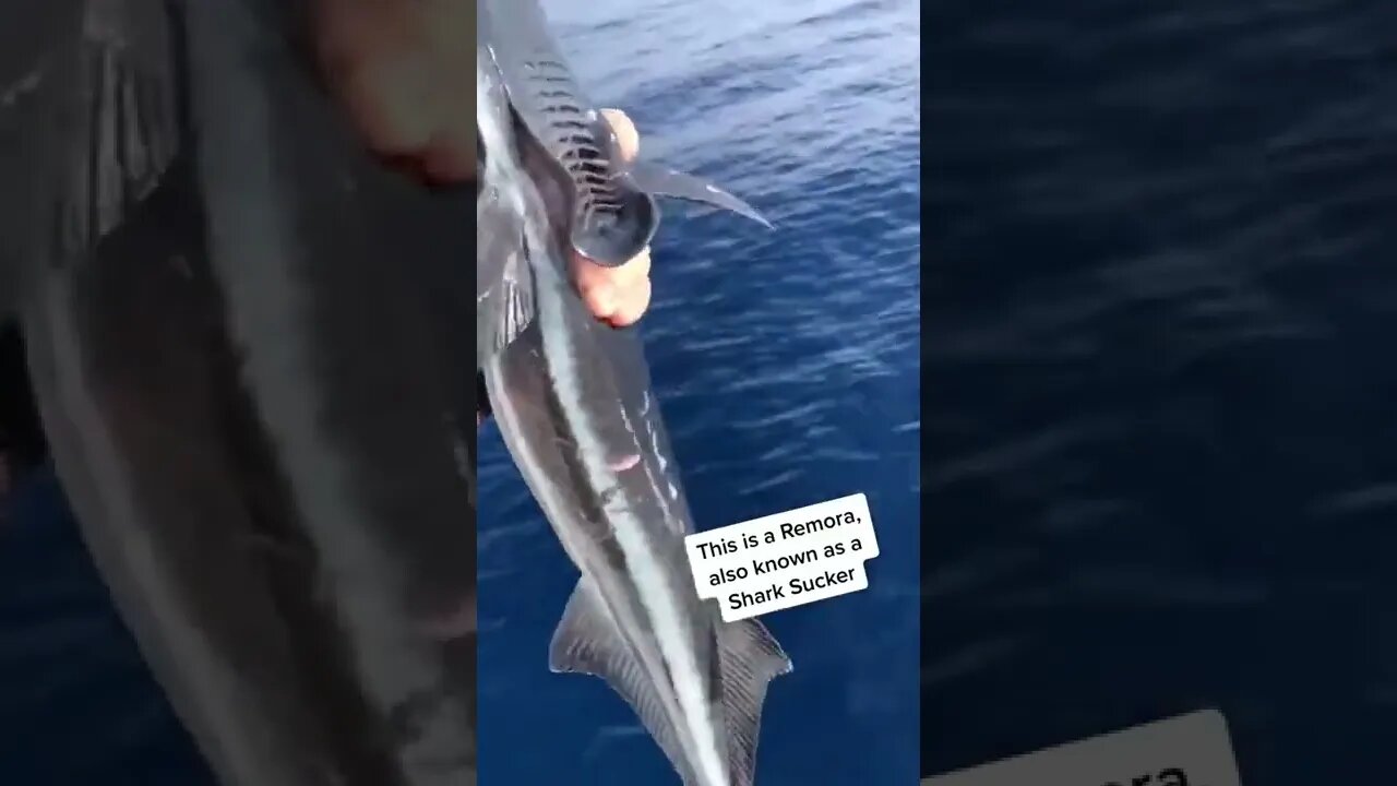 Remoras