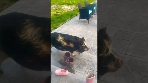 THERE’S A PIG AT OUR DOOR😂🐷 #kunekune #farmanimals #funny #happy #farmlife #homestead #home #pigs