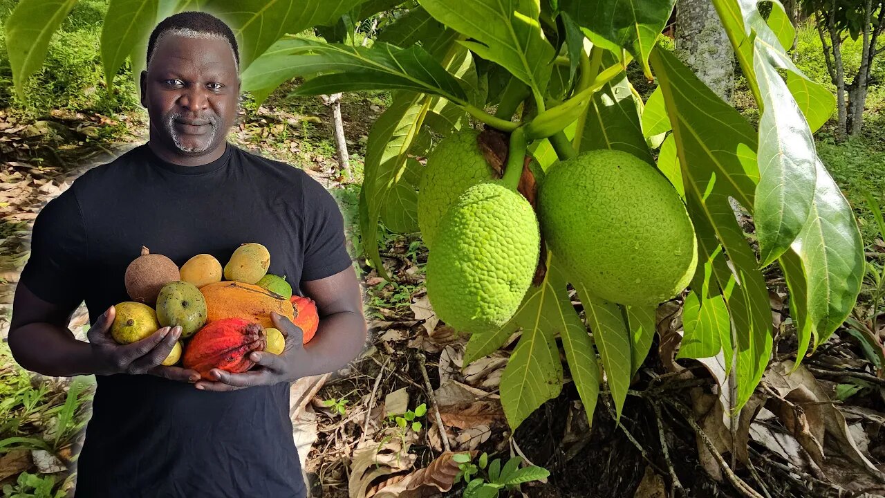 Fruit picking at a large private cacao farm in Trinidad with owner Sonny